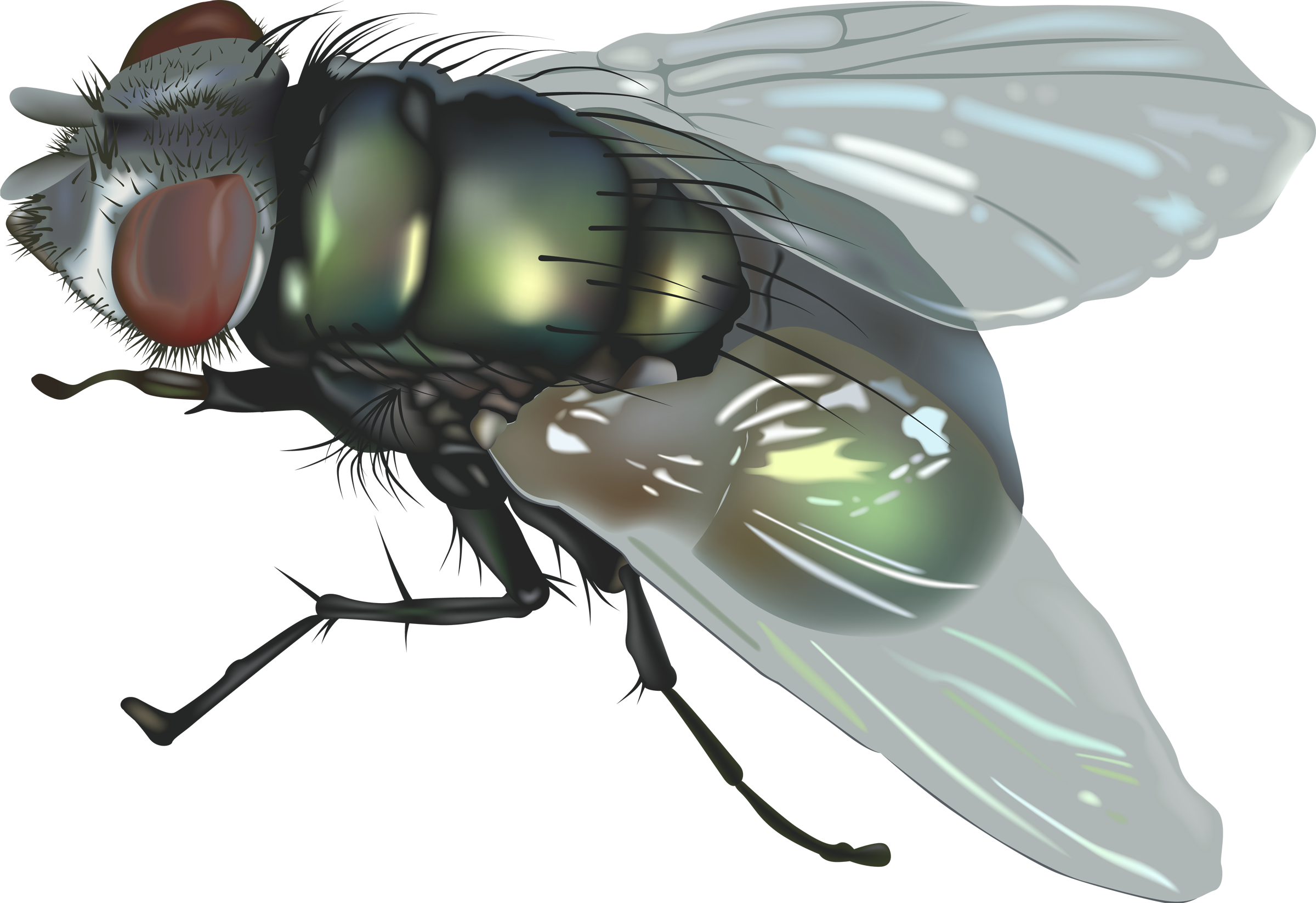 Fly Png Image - ذبابة Png (2400x1647)