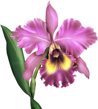 Arana Альбом «clipart / Clipart5 / Orchid» На Яндекс - Cattleya Orchid (398x440)