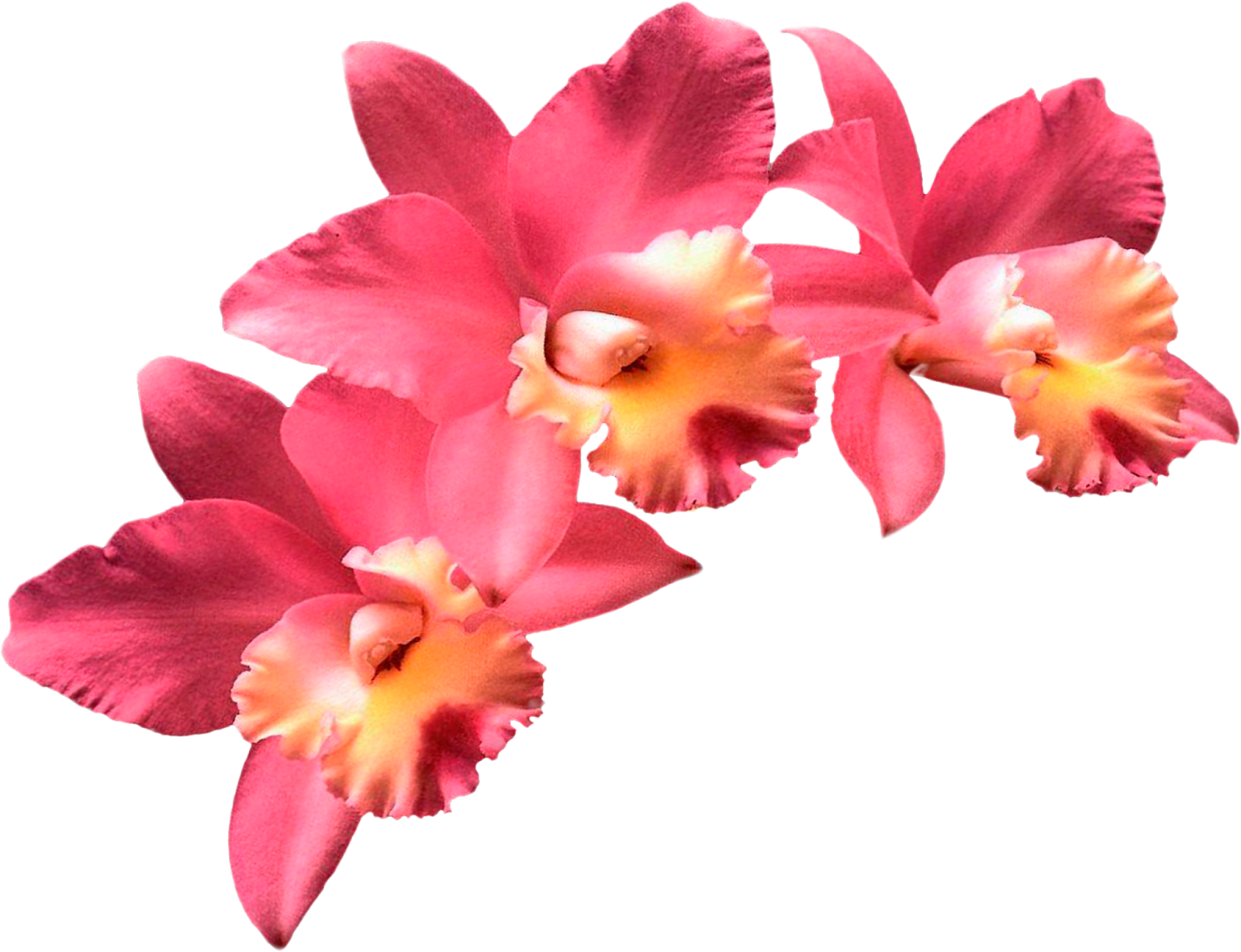 Moth Orchids Flower Clip Art - Moth Orchids Flower Clip Art (1600x1228)