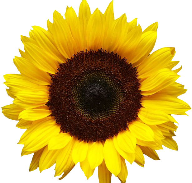 Sunflower Clipart Tumblr - Sunflower Png (736x588)