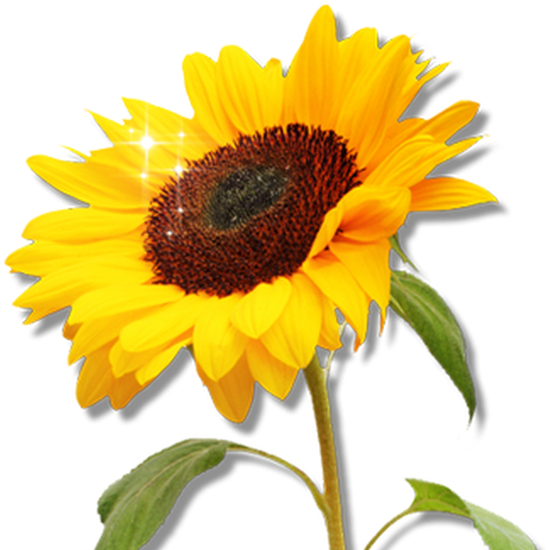 Free Sunflower Garden Clipart Image 8557, Sunflower - Clip Art (1368x855)