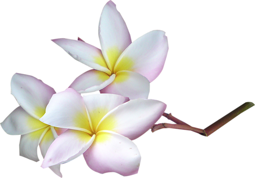 Exotic Flowers - Vanilya Sabun Ve Kokulu Taş Esansı (500x350)