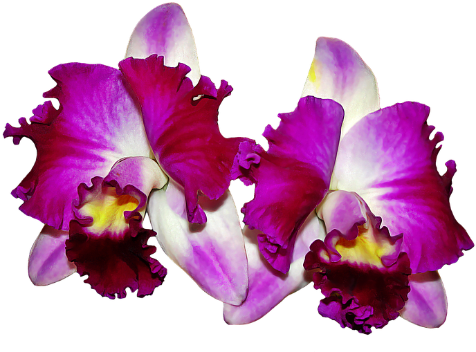 Orchid Images Free 1, Buy Clip Art - ดอก กล้วยไม้ Png (960x643)