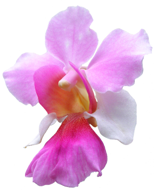 Orchid Clipart Transparent - Vanda Miss Joaquim Clipart (500x616)