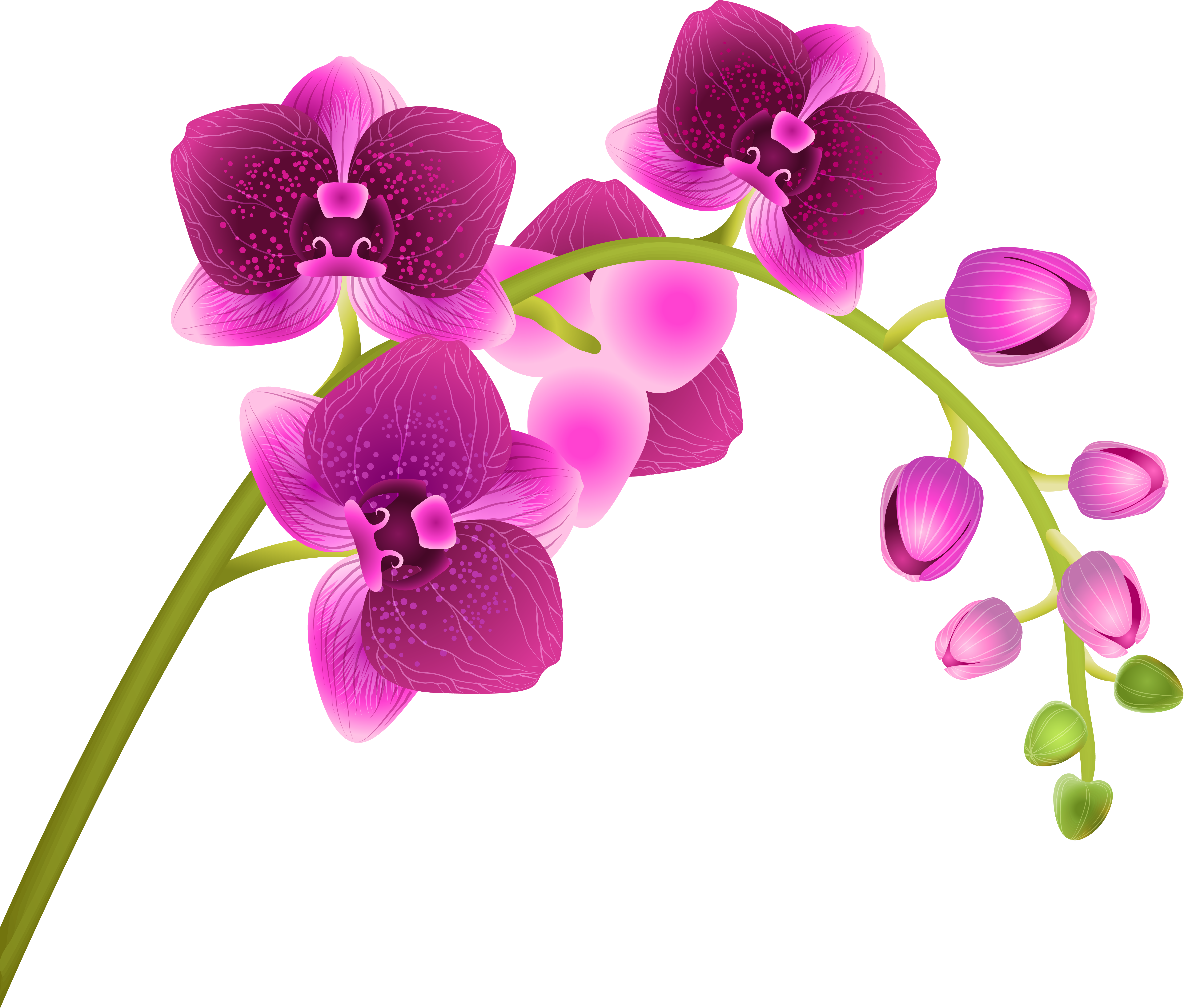 Orchid Flower Transparent Png - Orchid Flower Transparent Png (6393x5768)