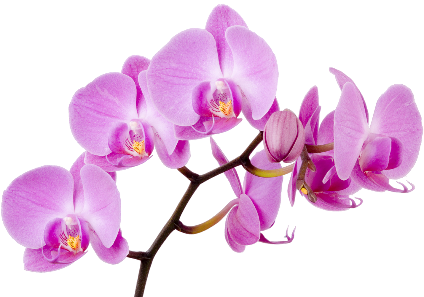 Moth Orchids Flower Dactylorhiza Fuchsii Clip Art - Moth Orchids Flower Dactylorhiza Fuchsii Clip Art (1600x1000)