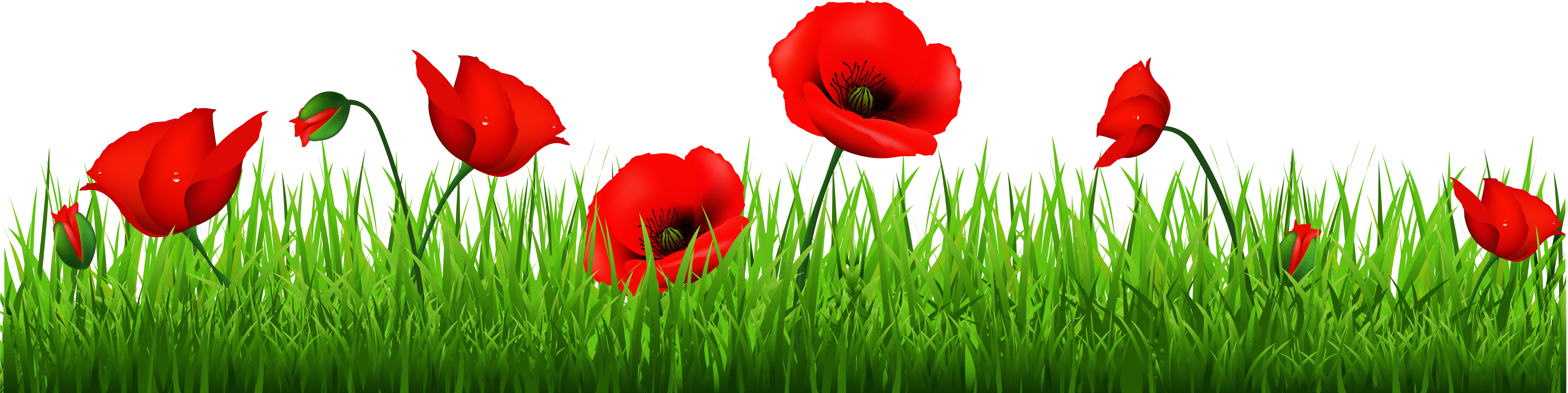 Grass With Beautiful Poppies Png Clipart - Poppy Clipart Png (9000x2519)