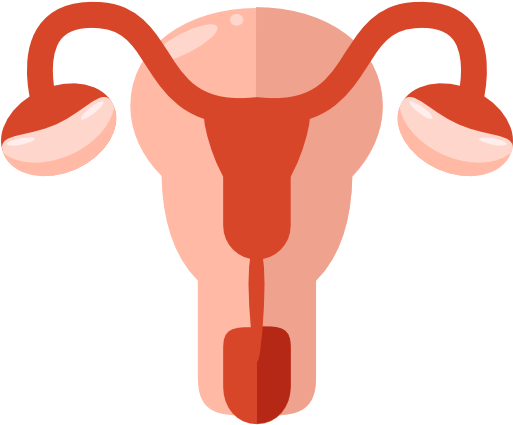 Ask A Gynaecologist - Female Reproductive System Png (512x512)