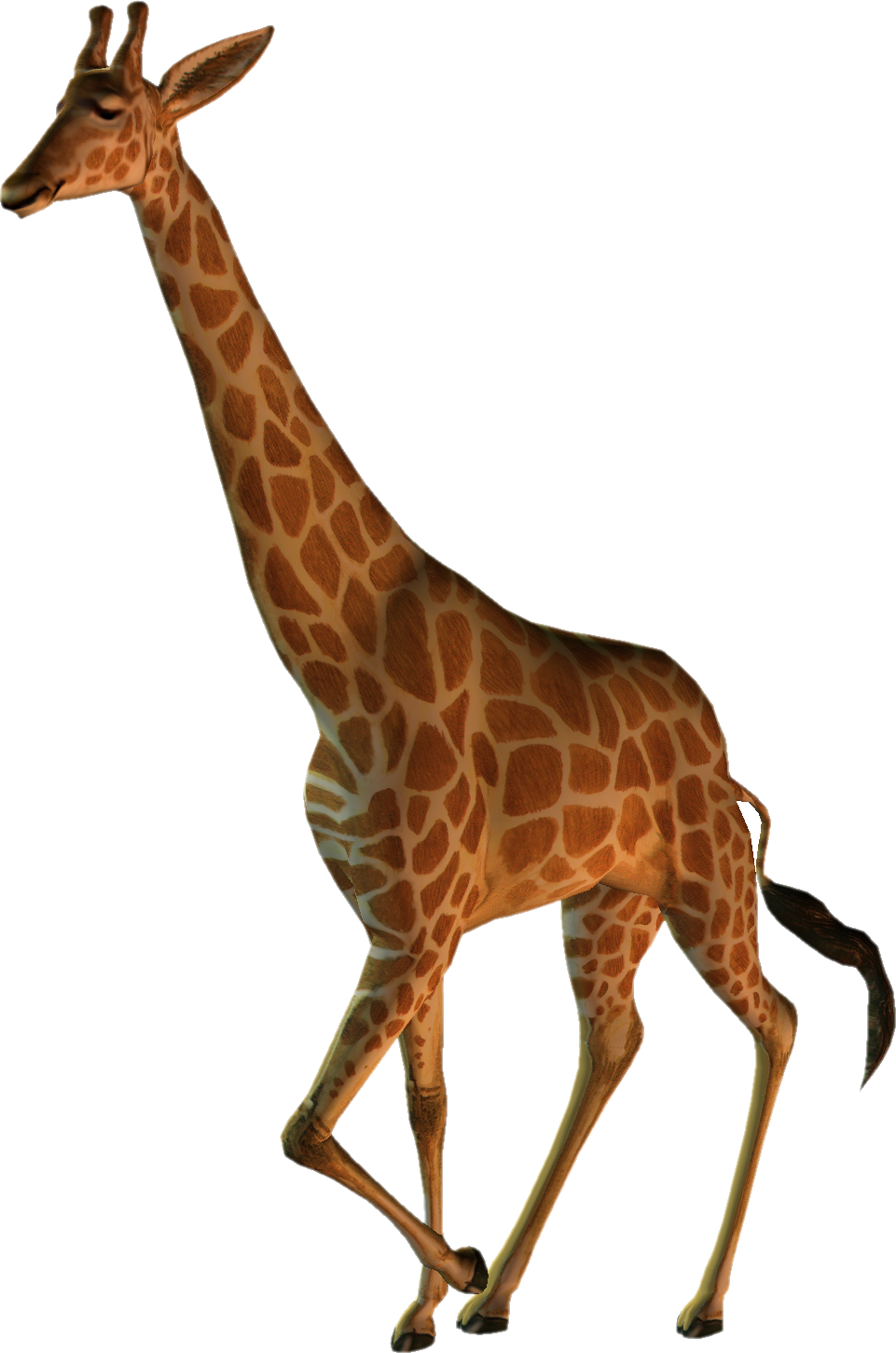 Northern Giraffe Masai Giraffe Animal Wildlife Clip - Northern Giraffe Masai Giraffe Animal Wildlife Clip (961x1451)