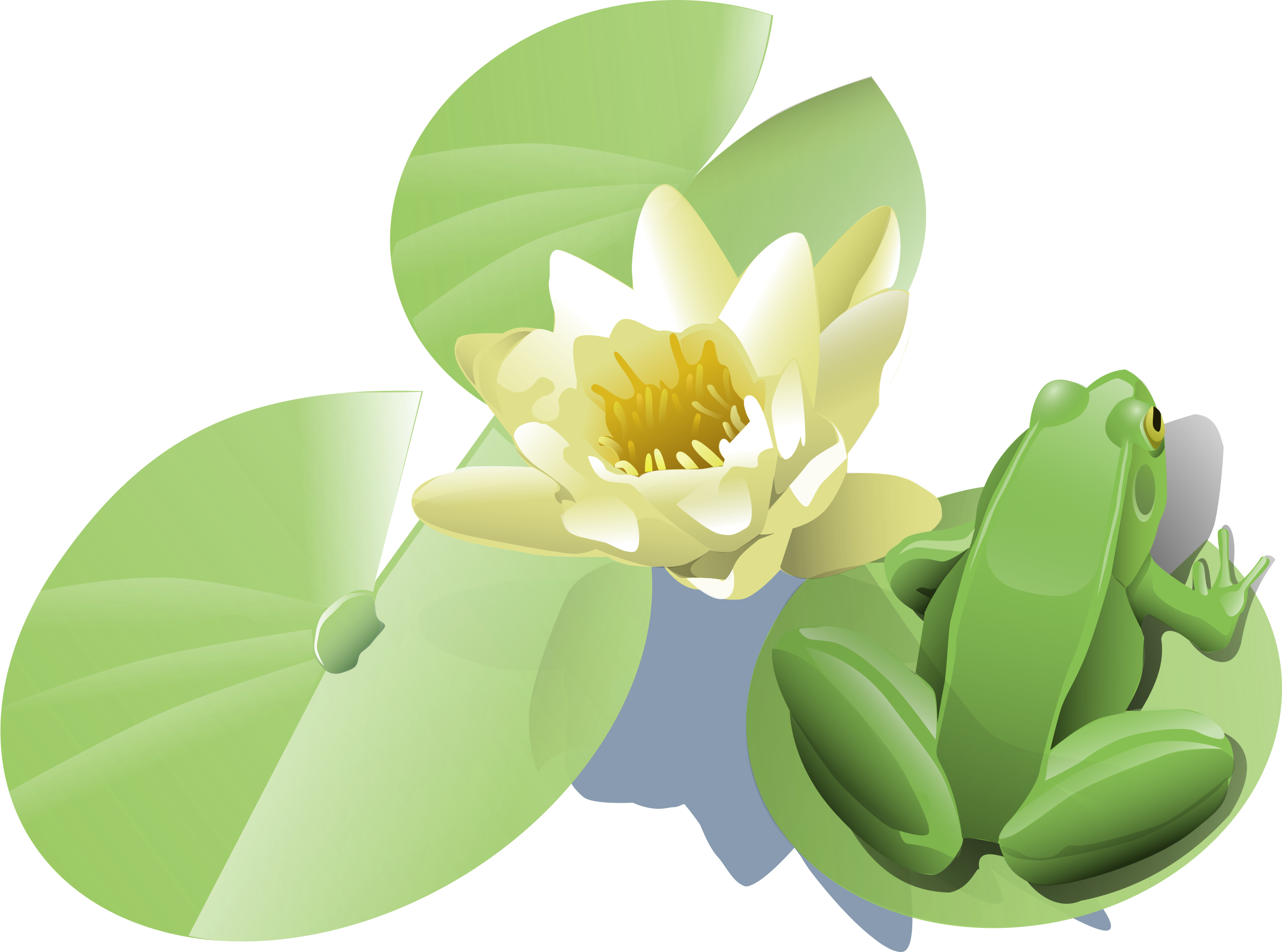 Lily Pad Clipart Aquatic Plant - Lily Pad Clip Art (2500x1856)