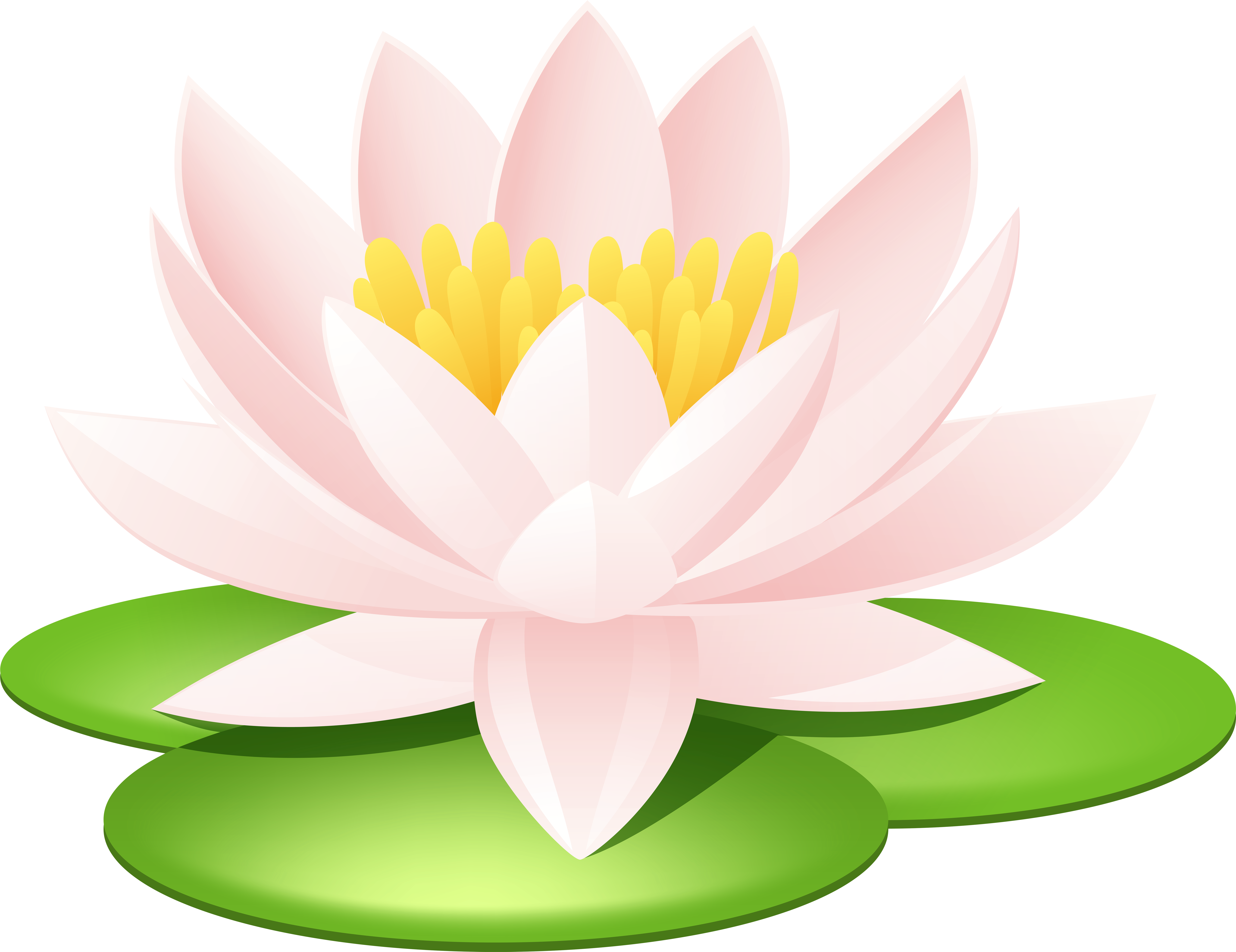 Water Lily Transparent Png Image - Water Lily Transparent Png Image (8000x6164)