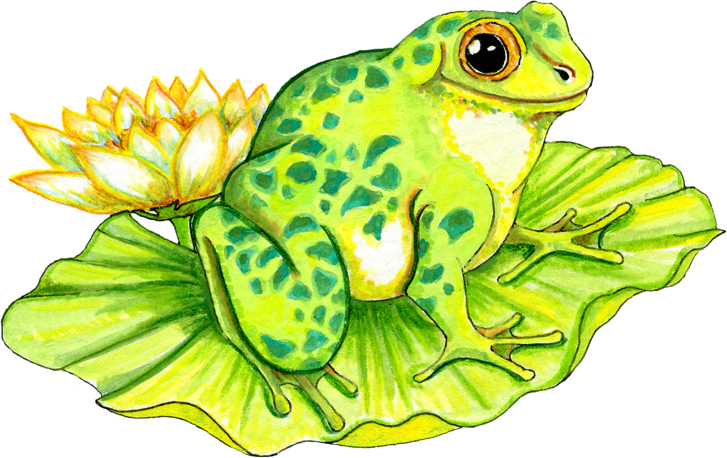 Frog On Lily Pad Clipart - Frog On Lily Pads (1492x939)
