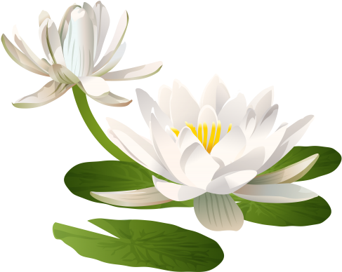 Water Lily Png Clip Art Image - Water Lily Flower Png (500x399)
