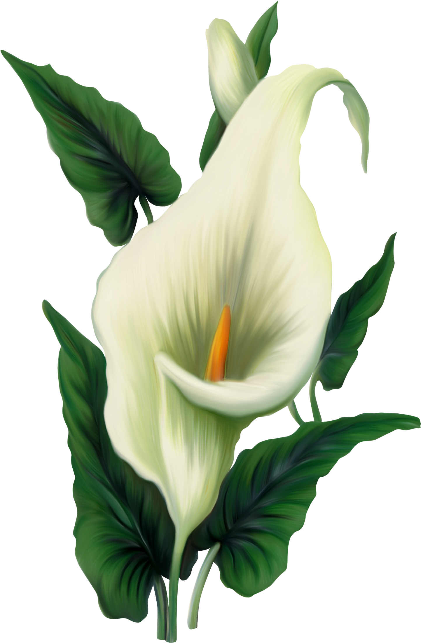 Calla Lily Png Pictureu200b Gallery Yopriceville - Calla Png (1500x2258)