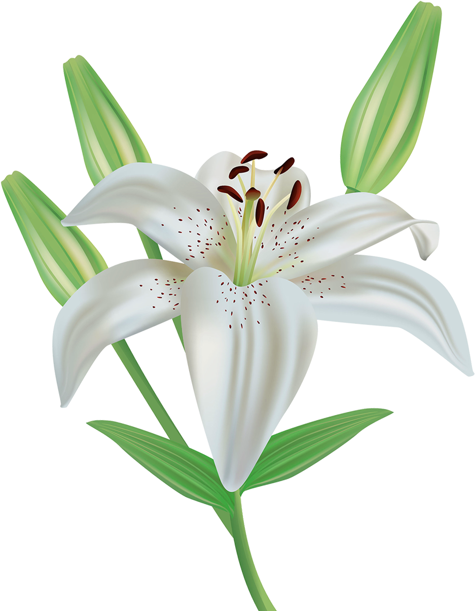 Lily Flower Clipart Png Image - White Lily Png.