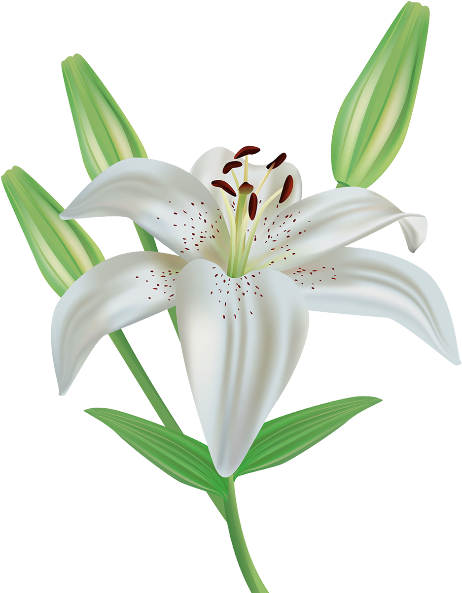 Lily Flower Clipart Png Image - White Lily Png (991x1206)