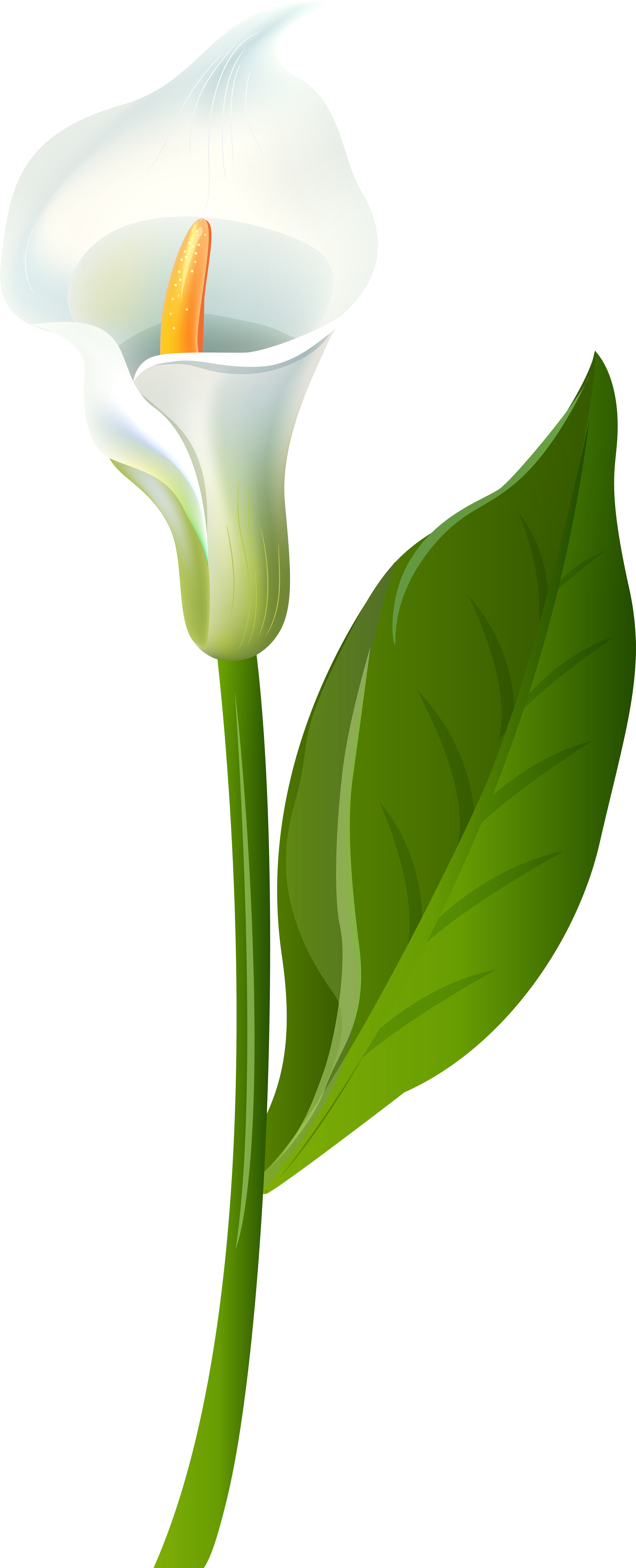 Calla Lily Transparent Png Clip Art Imageu200b Gallery - Calla Lily Transparent Background (3610x8000)