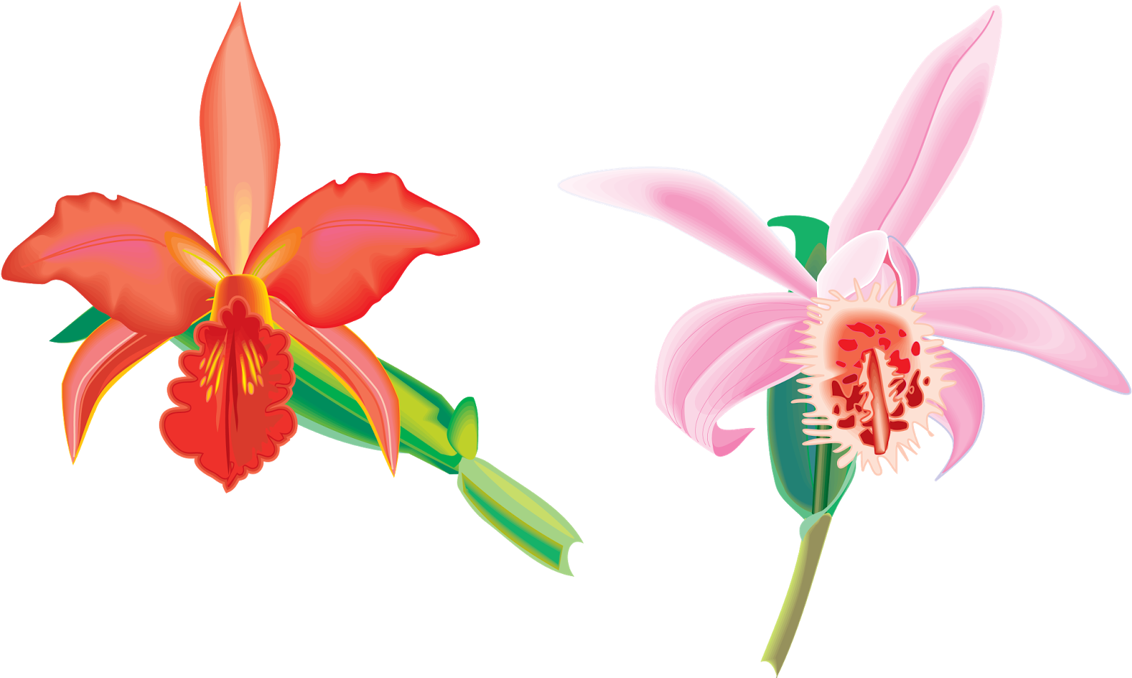 Png Клипарт "beautiful Orchids Flower" - Png Клипарт "beautiful Orchids Flower" (1600x979)