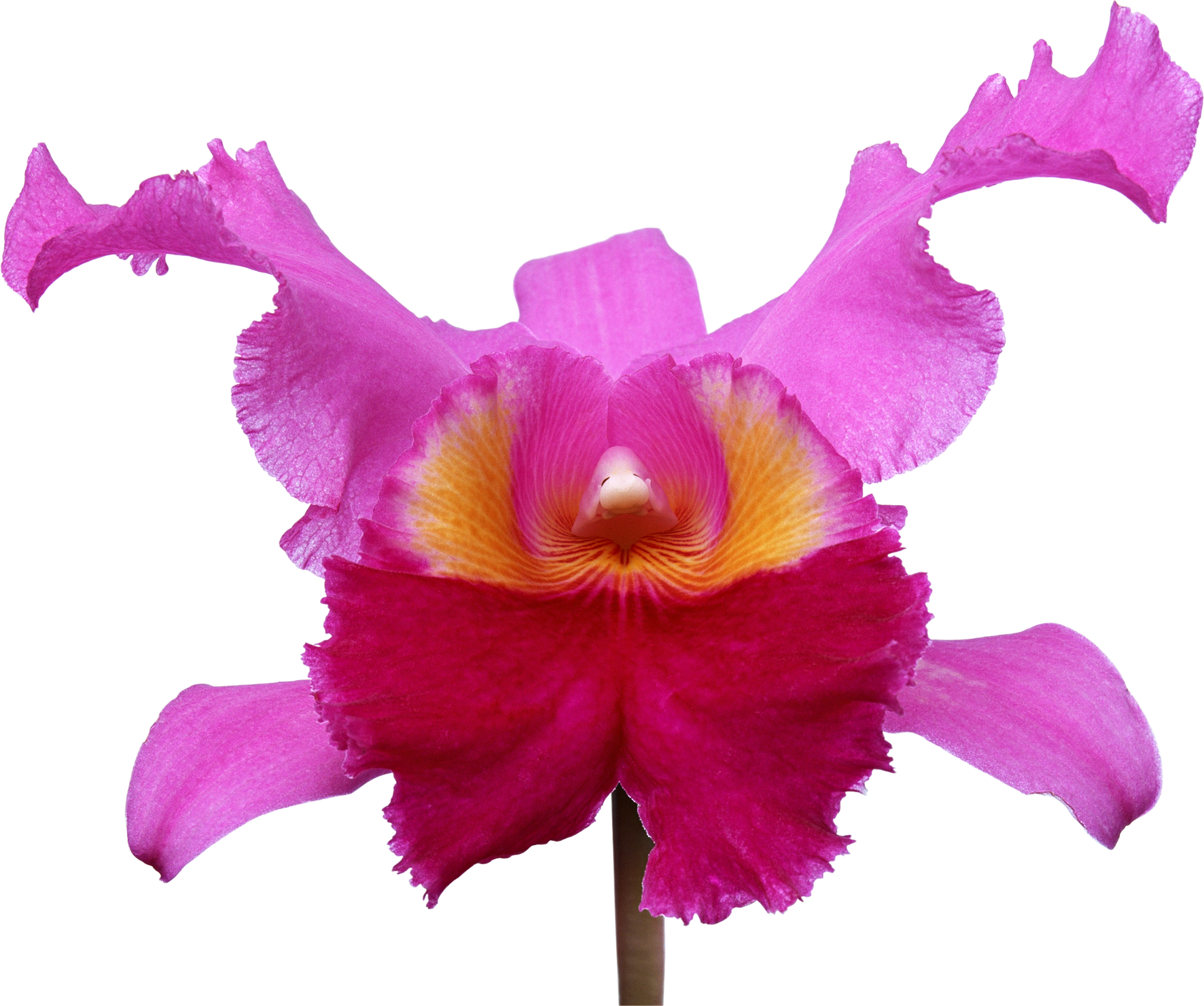 Орхидеи - Фото (1772x1482)