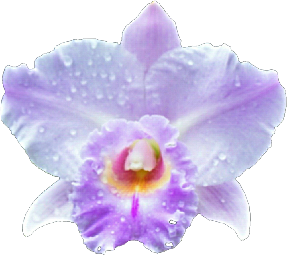 Forrest Orchid By Jeanicebartzen27 Forrest Orchid By - Orchid Transparent Frame Png (1024x924)