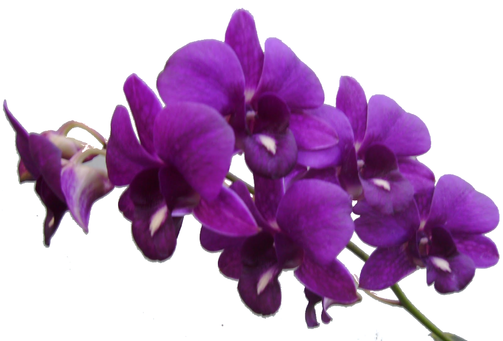 Image Result For Purple Flowers - Purple Flower Transparent Background (1023x694)