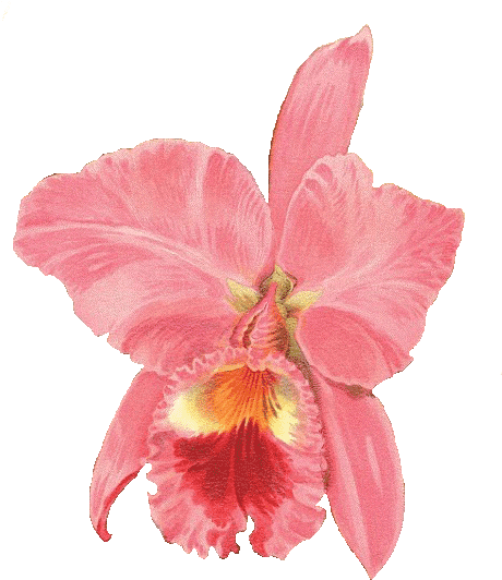 Pink Orchid Free Png Image From Leaping Frog Designs - Orchids (459x555)