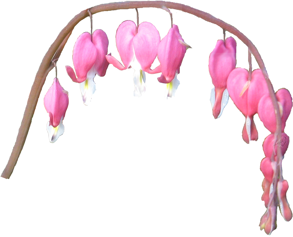 Download - Thumbnail (1000x800)