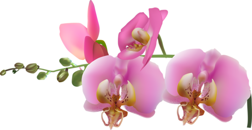 Orchidea Pink Virágoznak Cluster Árnyék Var 13 R [átalakított - Transparent Orxidea Png (500x258)