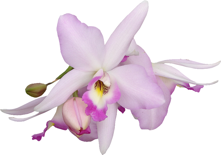 Орхидеи Для Фотошопа (774x545)