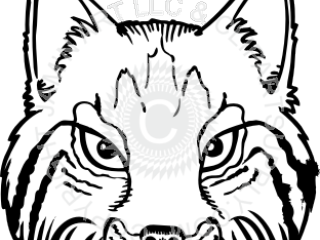 Wildcat Clipart Drawing - Wild Cat To Draw (640x480)