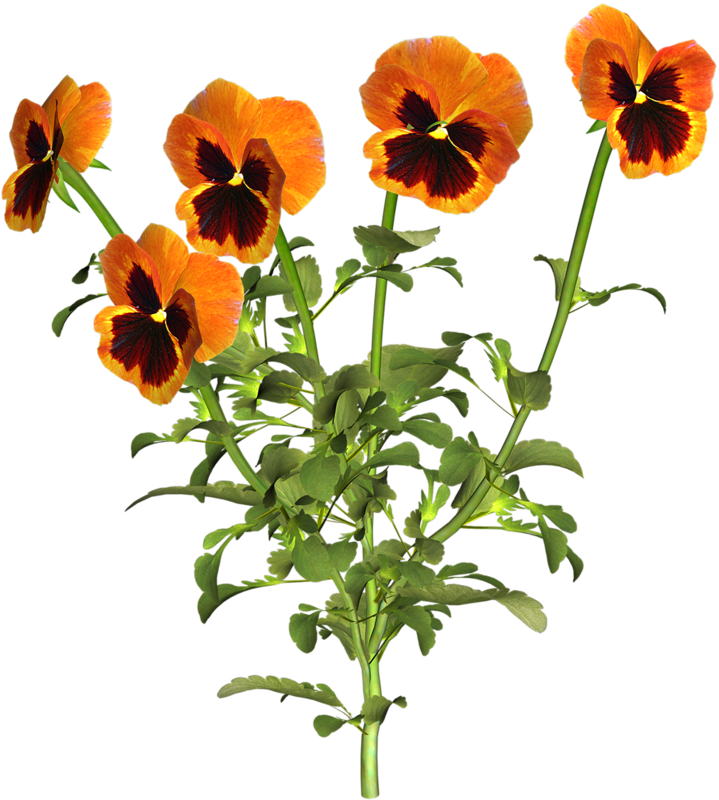 Pansy Flower Yellow - Pansy Flower Yellow (719x800)