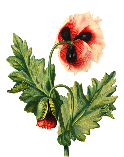 Scrapbooking Hisbiscus Flower, Poppy Flower Transparent - Flower Drawing Transparent Background (525x750)