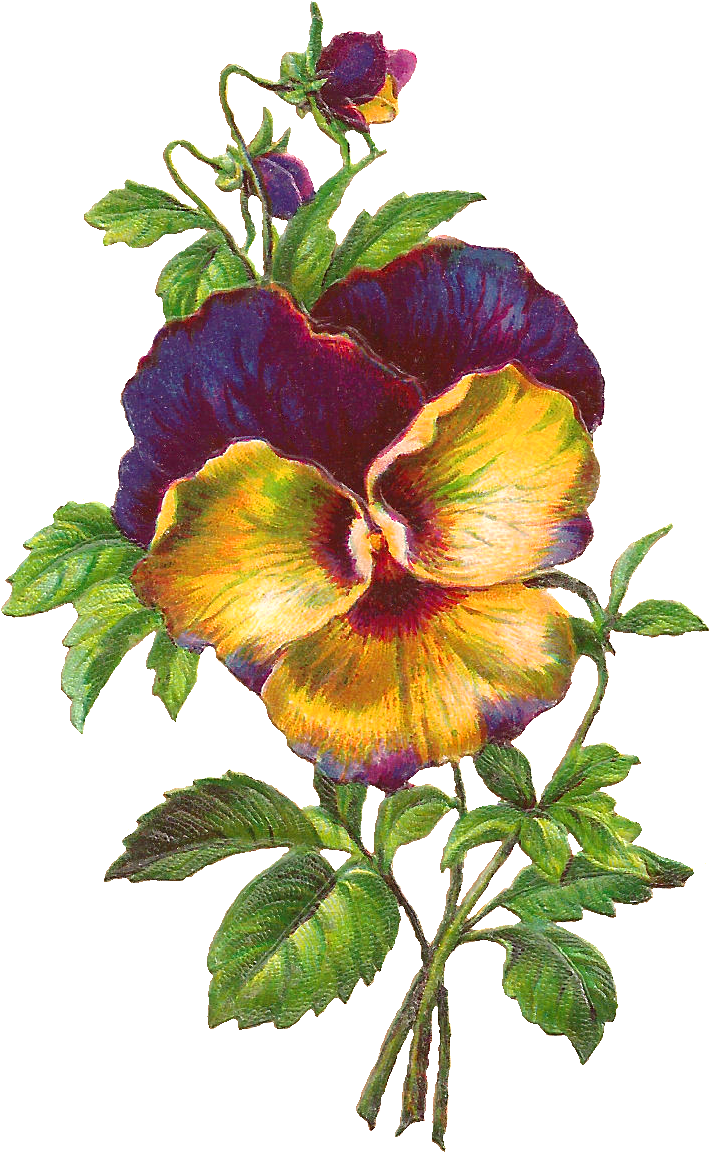 Free Pansy Download Purple Flower Image - Chinese Hibiscus (844x1261)