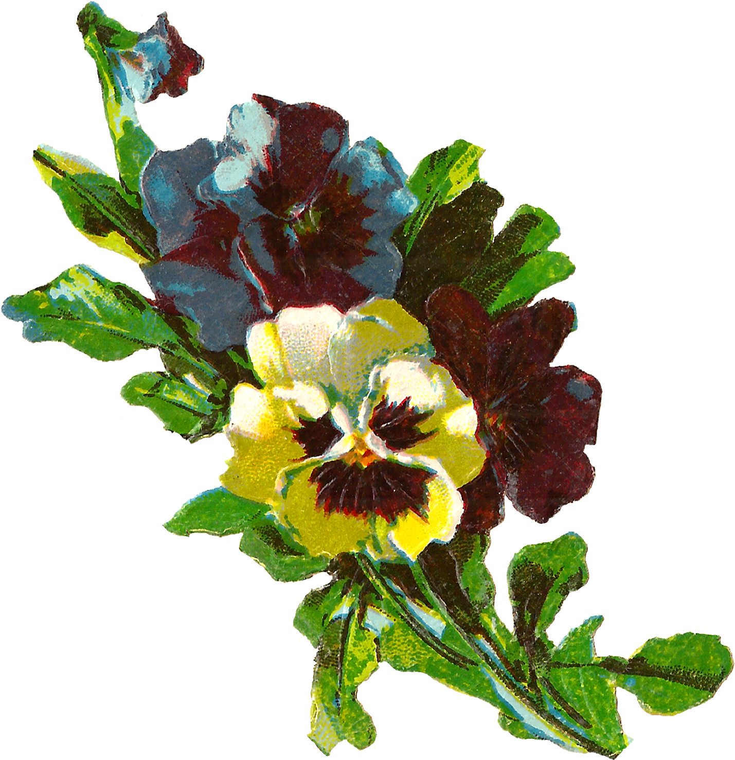 The Yellow Blue And Purple Pansies Clustered Together - Pansy Flower Illustrations (1566x1600)