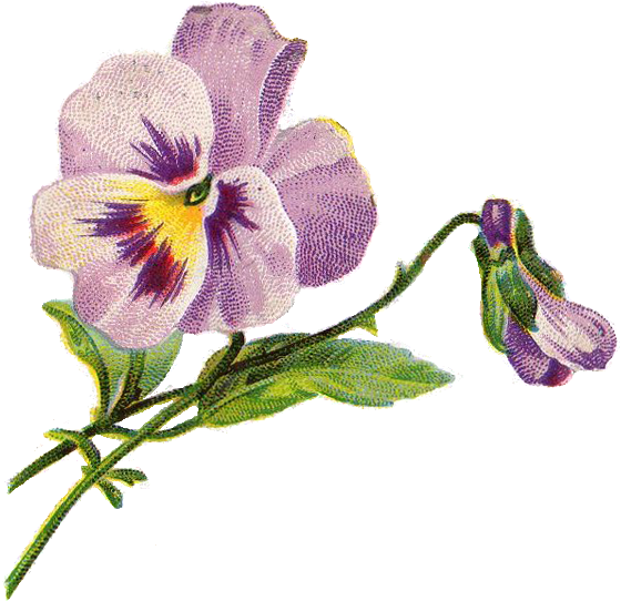 Vintage Pansy Free Png Image - Queers Were Here: Heroes & Icons Of Queer Canada (589x560)