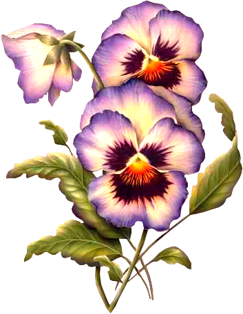 Fleurs - Pensées Fleurs (353x456)