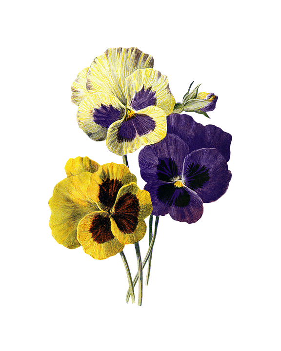 Free Image On Pixabay - Tatuajes De Flores Pensamientos (576x720)