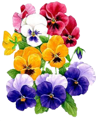 Flower 65t - Laminas Nuevas Flores (317x414)