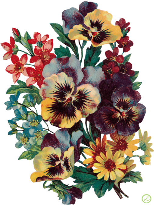 Antique Print Old Fashioned Pansy Garden Bouquet By - Making Over Maggie By Tracey J. Lyons 9781477811658 (525x698)