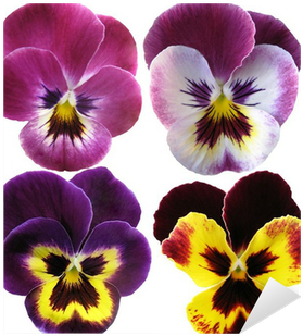 Pansies Flowers On White Background Sticker • Pixers® - Drawing (400x400)