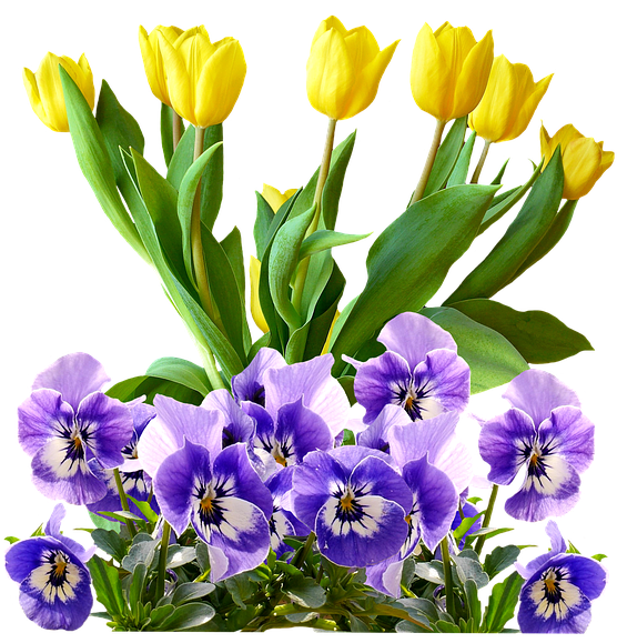 Tulips, Pansy, Png, Isolated, Flowers, Spring - Natural Rose Gold Purple Flowers .png (640x630)