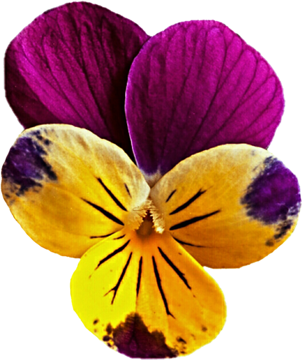 Mauve Clipart Yellow Flower - Viola Png Flower (1024x1208)