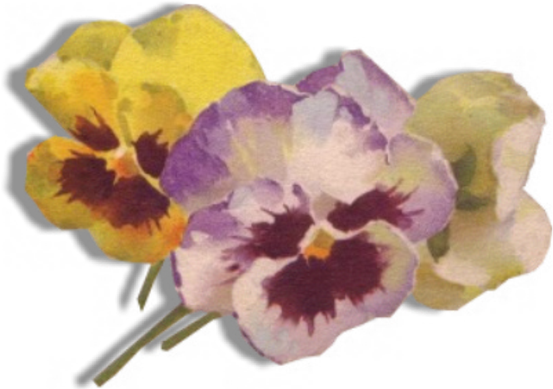 You Can Copy These Images To Your Hard Drive In The - Pansy (1536x782)