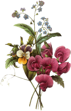 Magnolia - Botanical Bouquet Drawing (344x500)