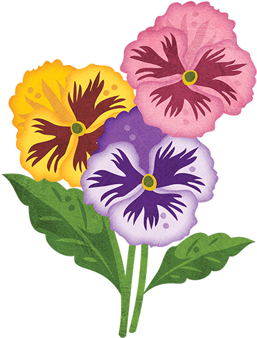 Pansy Clipart Gardening - Pansy (500x500)