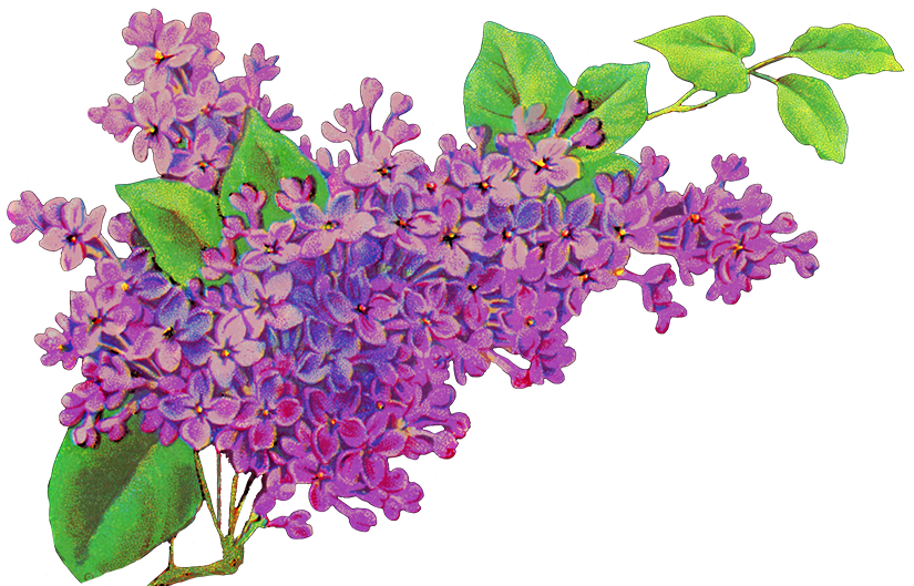 Liliac Flower Decor - Purple Flowers Png (825x529)
