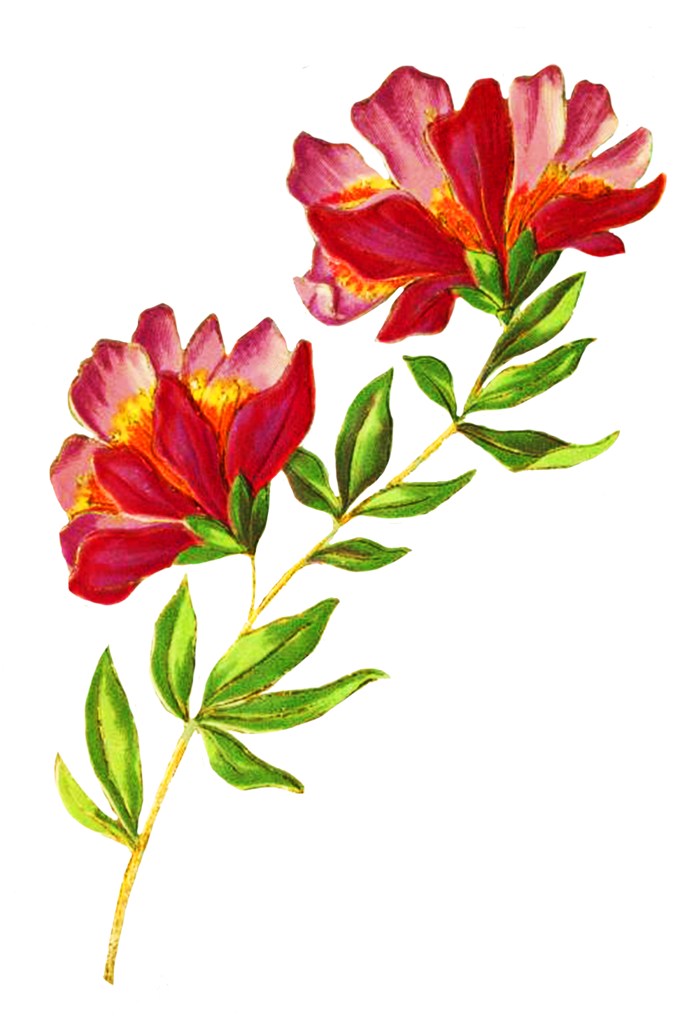 Digital Scrapbooking Flowers - Greeting Card (989x1500)