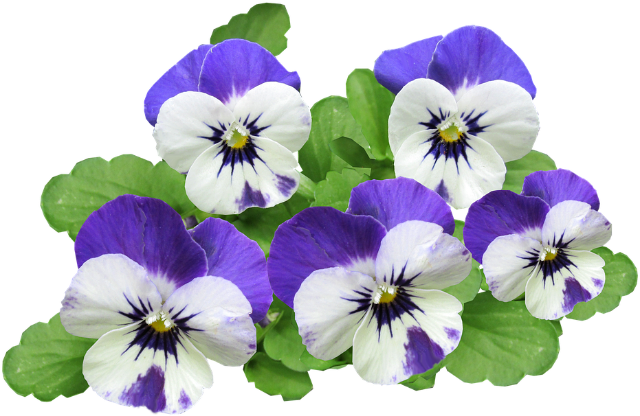 clipart about Pansy, Flowers, Summer - Pansy Flower Png, Find more high qua...