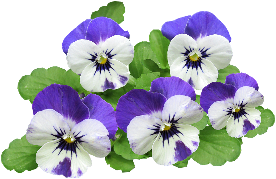 Pansy, Flowers, Summer - Pansy Flower Png (960x628)