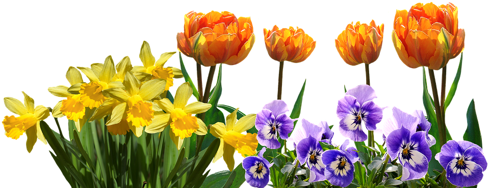 Spring, Tulips, Daffodils, Pansy, Easter, Nature - Tulips And Daffodils (960x472)